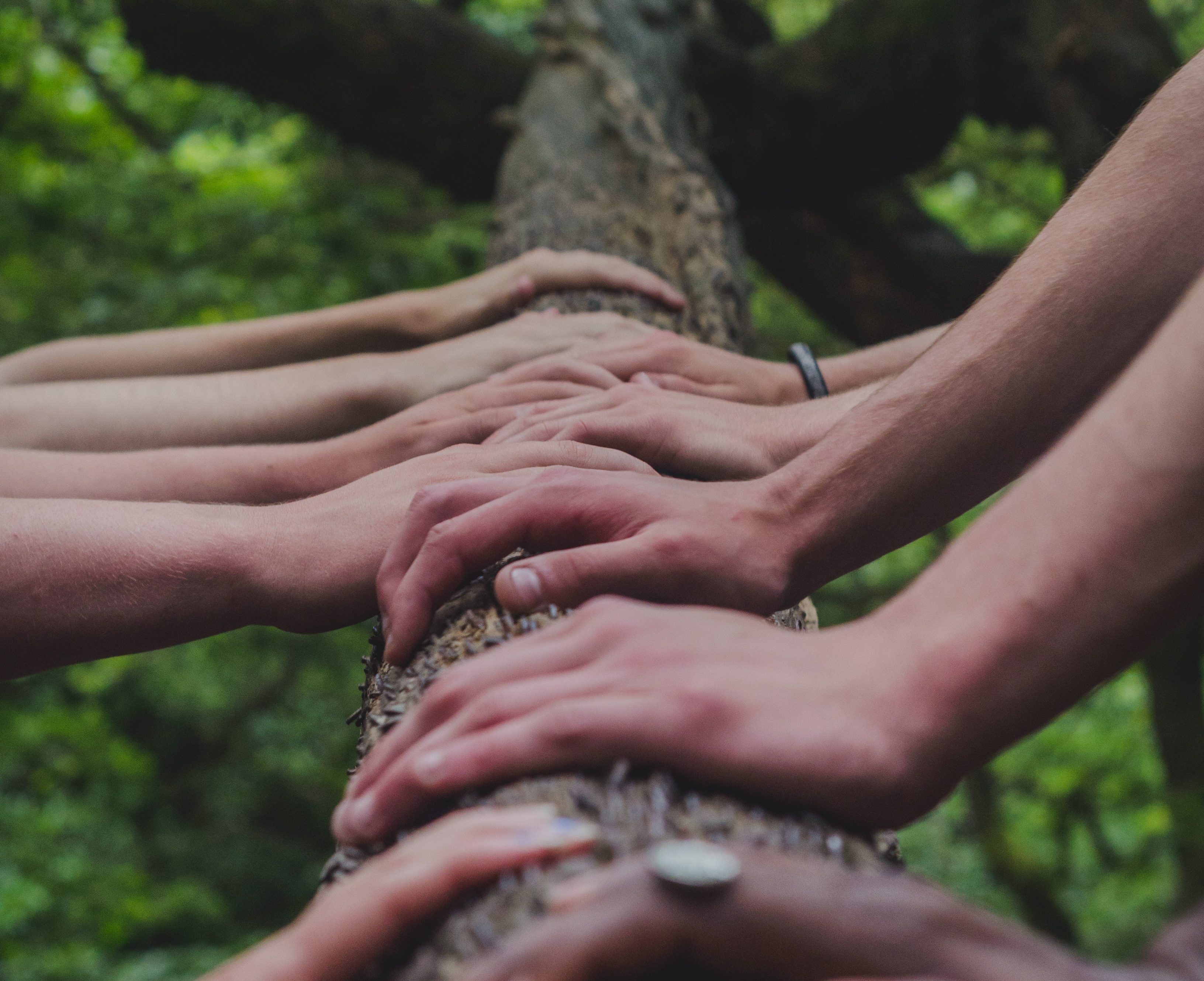 arbre main Bilan Professionnel